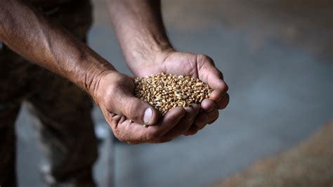 Putin has dashed global hopes for reviving the Ukraine grain deal. This is why it matters